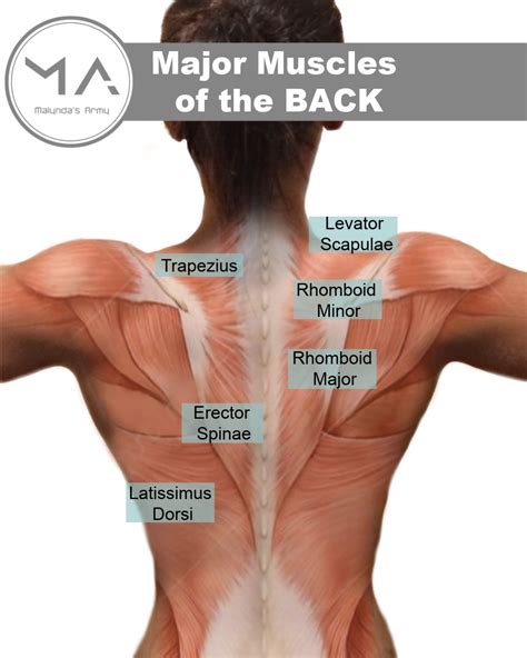 posterior muscles upper  muscles anatomy anatomy   muscles