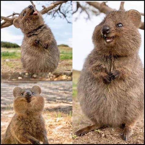 Quokkas are the cutest animals ever! - Animals | Happy animals, Cute ...