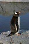 Gentoo Penguin - Facts, Habitat, Predators, Lifespan, Pictures
