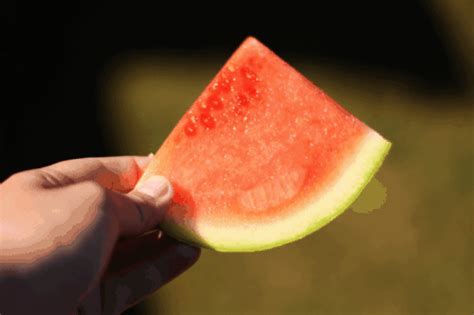 watermelon gifs Page 6 | WiffleGif