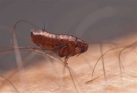 how long can fleas travel on humans to another house