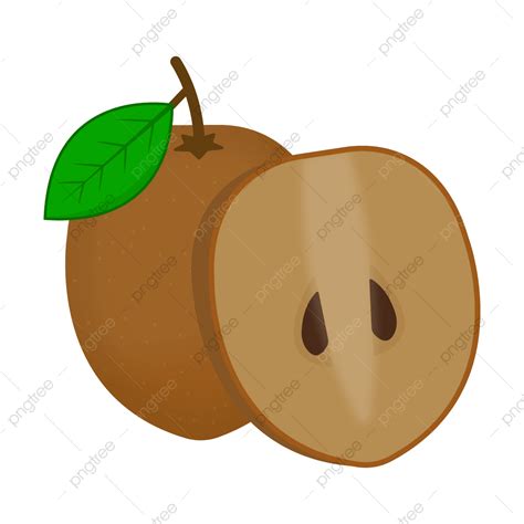 gambar ilustrasi vektor buah sawo sapodilla buah sawo hirisan sawo