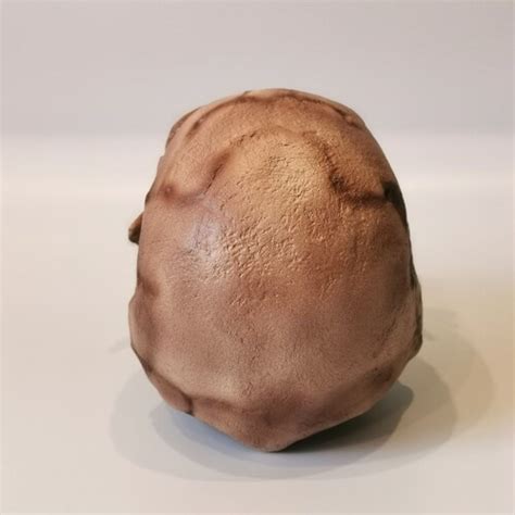 Homo Naledi skull replica from original Full-size reconstruction ...