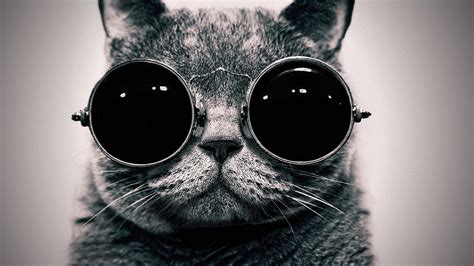glasses, Monochrome, Cat, Animals, Sunglasses Wallpapers HD / Desktop