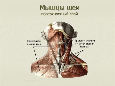 Мышцы шеи рисунок (47 фото) скачать бесплатно