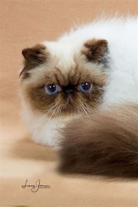 pin  tipwipa settheepattaranon  persian exotic cats exotic cats