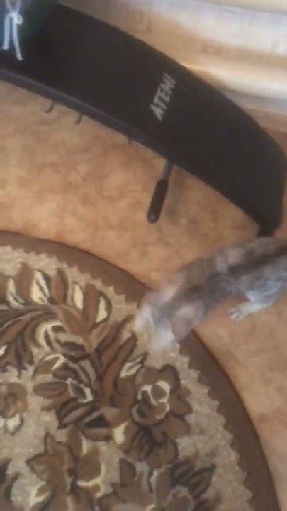 Трюкач Моня 😸посмотрите предыдущее видео 👇😺 - YouTube