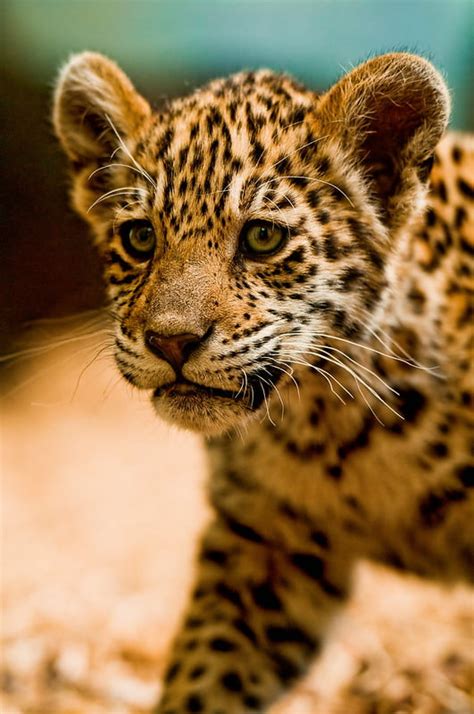 Los 12 bebés de animales salvajes más tiernos del Amazonas (FOTOS)