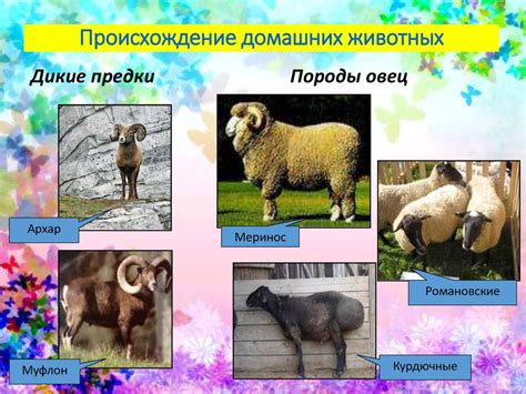 Царство животные - презентация онлайн