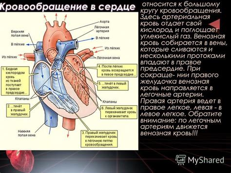 Презентация на тему: "Колесников Артём, 4 «В» класс, лицей 369, Санкт ...