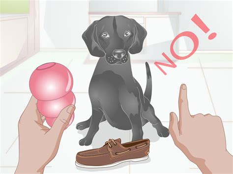 Water Spray Dog Training - Captions Quotes