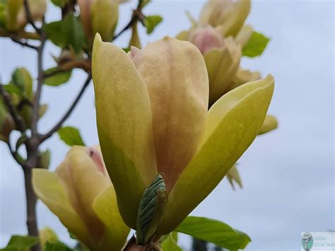 Magnolia 'Sunsation’