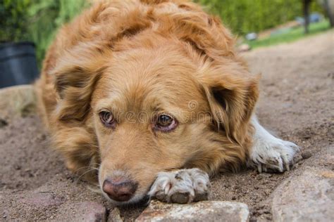 Sad dog stock image. Image of lonely, looking, animal - 145606357