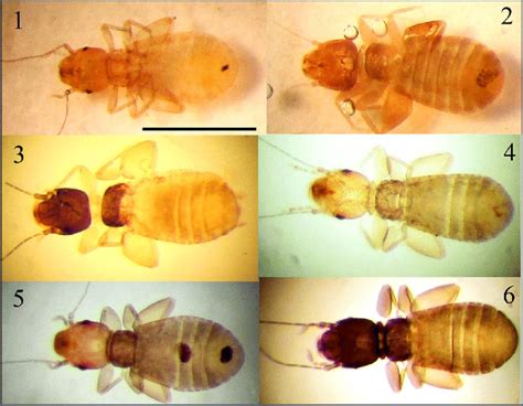 liposcelis species registered  present study compared