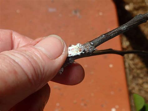 cottony cushion scale insects  organic gardening