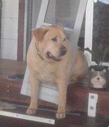 dogs meme templates imgflip