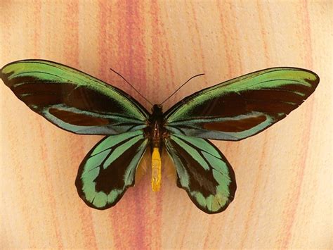 Https://pussmoth.com/es-mito-o-realidad-que-mariposas-vienen-dinosarios - Es mito o realidad que las Mariposas vienen de los dinosaurios.