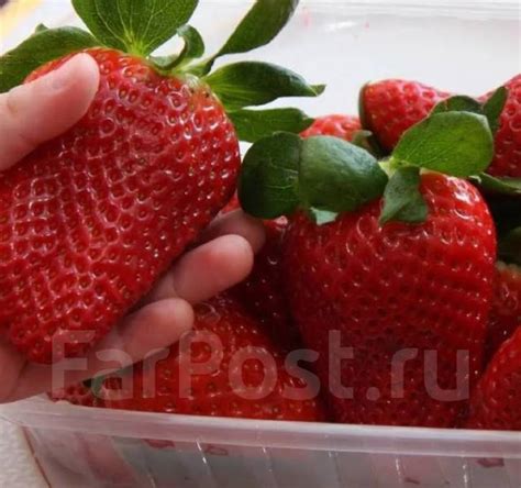 Рассада ремонтантного сорта клубники Мурано - Сад и огород во Владивостоке