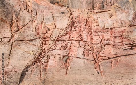 cut wood texture abstract texture background stock photo adobe stock