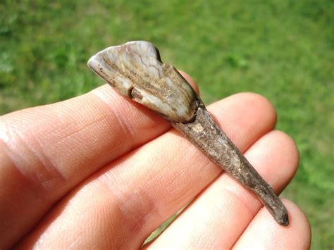 Choice Llama Incisor Tooth | Artiodactyl | FOSSILS | Prehistoric Florida