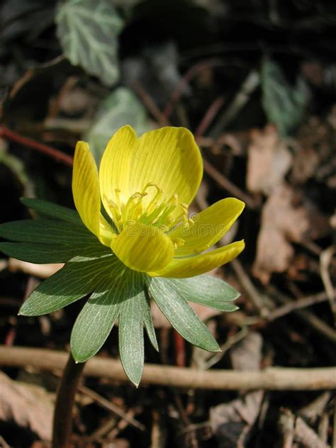 Eranthis Hyemalis Yellow Flower Stock Photo - Image of herbaceous ...