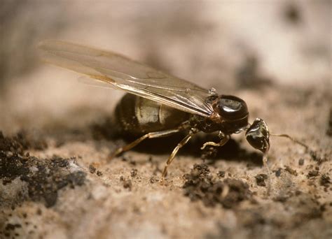 lasius alienus bwars