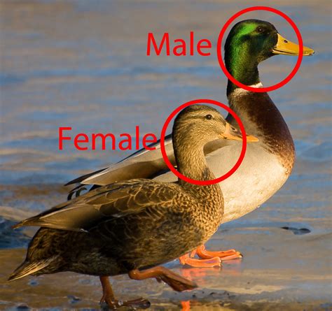 Mallard duck male vs. female ~ Bird Information