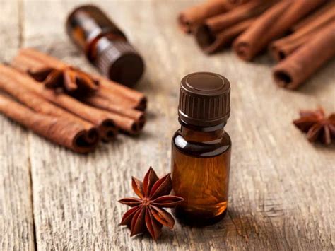 bed bugs hate scents  repel bed bugs eco earth bed bug dogs