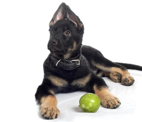 sheep dog puppy stock photo image  small loyalty