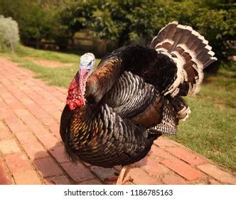 Turkey Displaying Plumage Stock Photo 1186785163 | Shutterstock