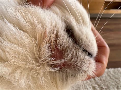 Mittel gegen Katzenakne? (Katze, Katzenproblem)