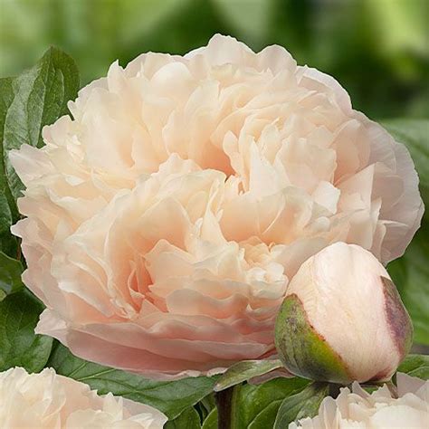 Peony Pastelelegance (Herbaceous) till salu på nätet i EU direkt från ...