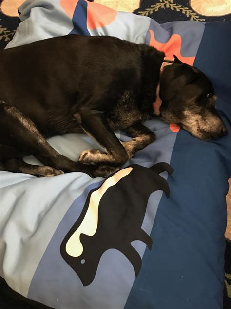 Phoebe enjoying her new bed. Too much dinner! : r/aww