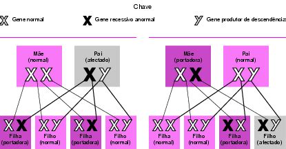 O Que E Gene Recessivo - Gene Recessivo | Conectado na Bio (beta)