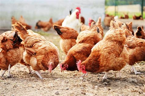 9 Poultry Farming Tips and Basics for Beginners - TV Acres