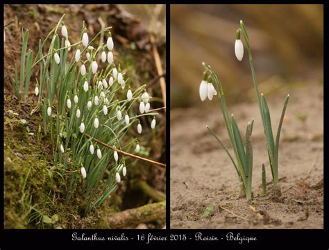 Galanthus nivalis