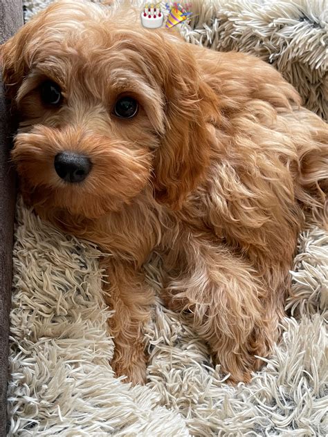 happy birthday 🎉🎂🎉 : r/CavaPoo