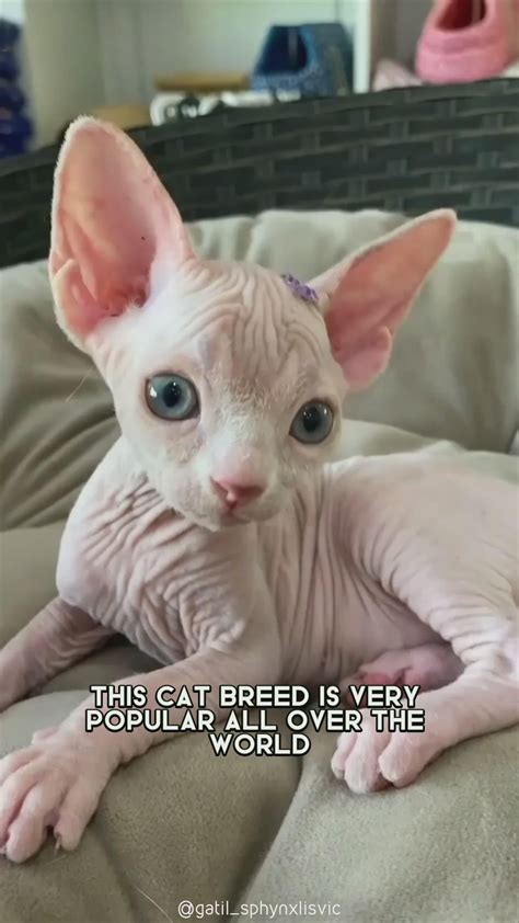 funny animal reels for kids 1