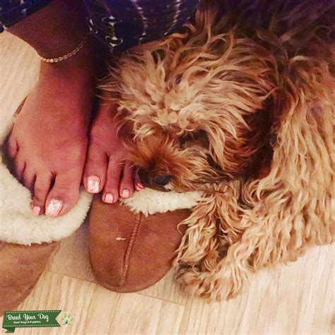 Golden apricot cavapoo available for stud - Stud Dog in North London , the United States | Breed