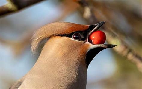 Waxwing bird ornithology image - Online Jigsaw Puzzles