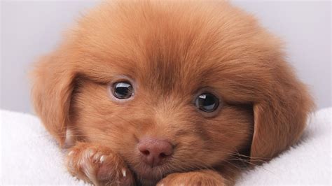 brown funny dog puppy pet face hd funny dog wallpapers hd wallpapers