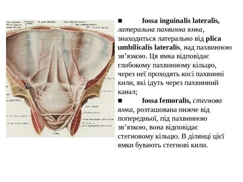 БРЮШИНА И ЕЕ ПРОИЗВОДНЫЕ БРЮШНАЯ И ТАЗОВАЯ