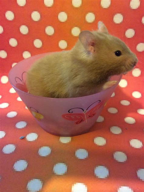 Meet Lilia - Female Short Haired Syrian Hamster