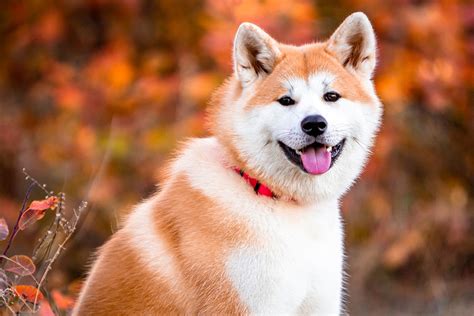 reasons  adopt  american akita dog breed stylista fitness