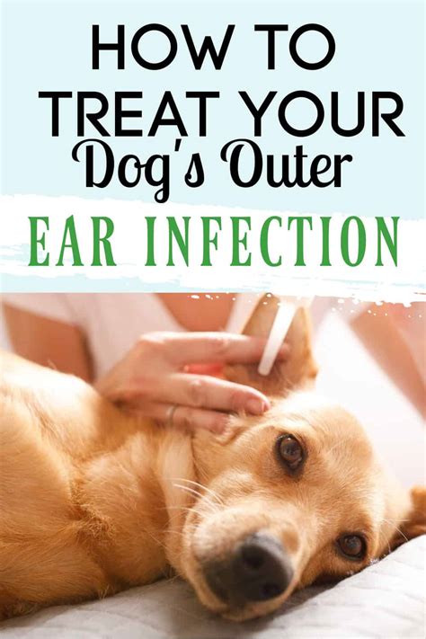 how to stop ear infections in dogs
