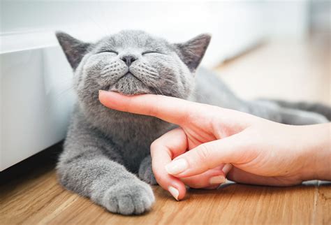 cat happy signs   happy cat modern cat