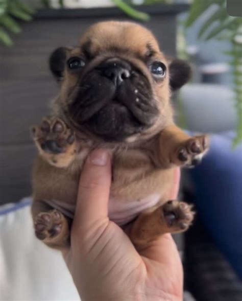 what dog is pibble 9