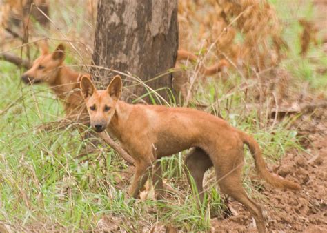 Wild dingos outside Ramingining in December 2008. Lovely animals and