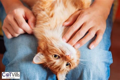 Do Cats Like Belly Rubs? What Your Feline Friend Really Wants