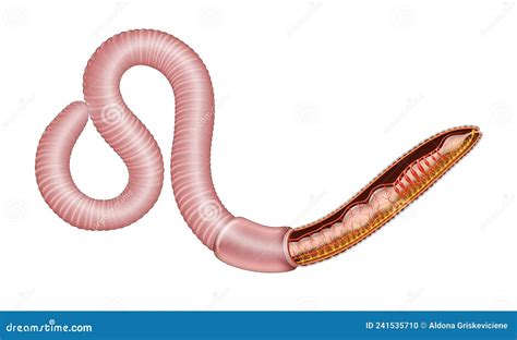 general earthworm anatomy stock illustration illustration  esophagus